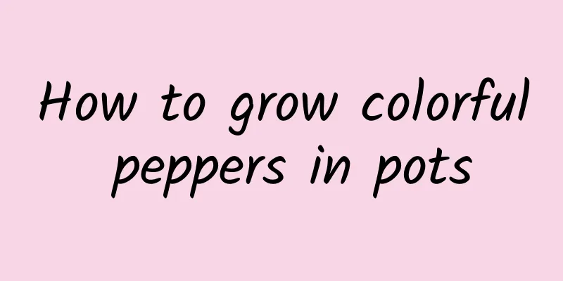 How to grow colorful peppers in pots