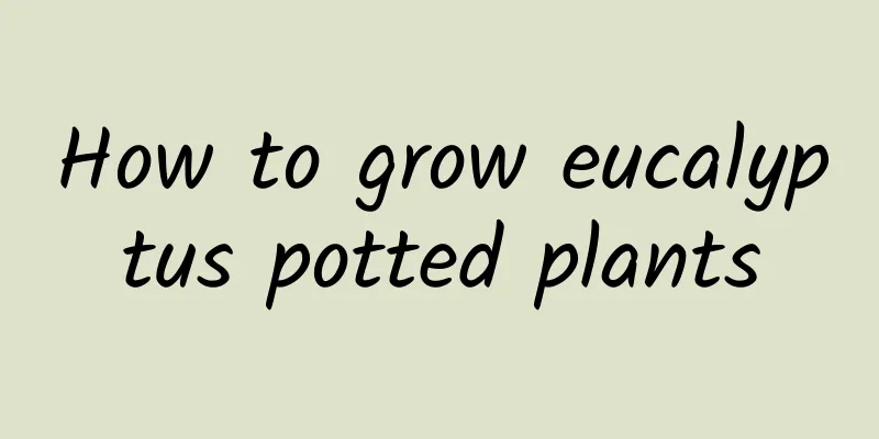 How to grow eucalyptus potted plants