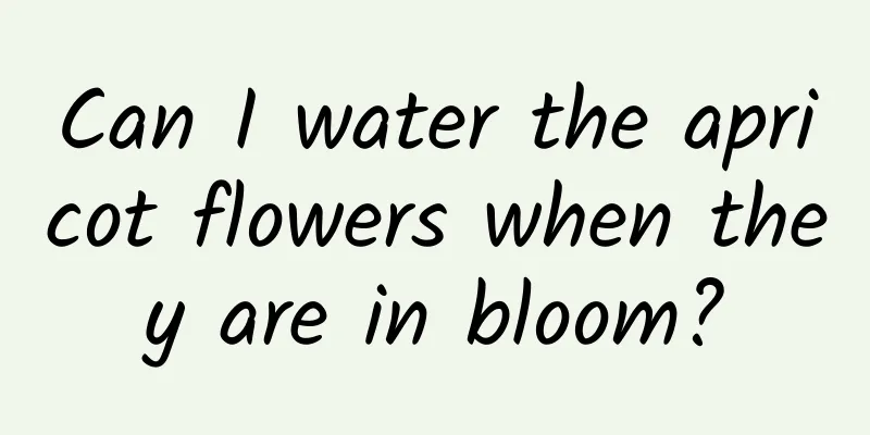 Can I water the apricot flowers when they are in bloom?