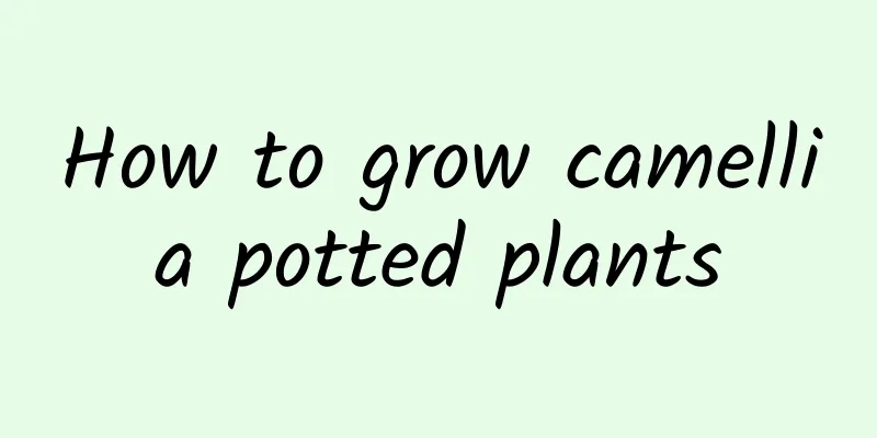 How to grow camellia potted plants