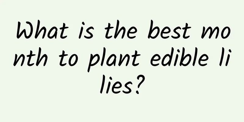 What is the best month to plant edible lilies?