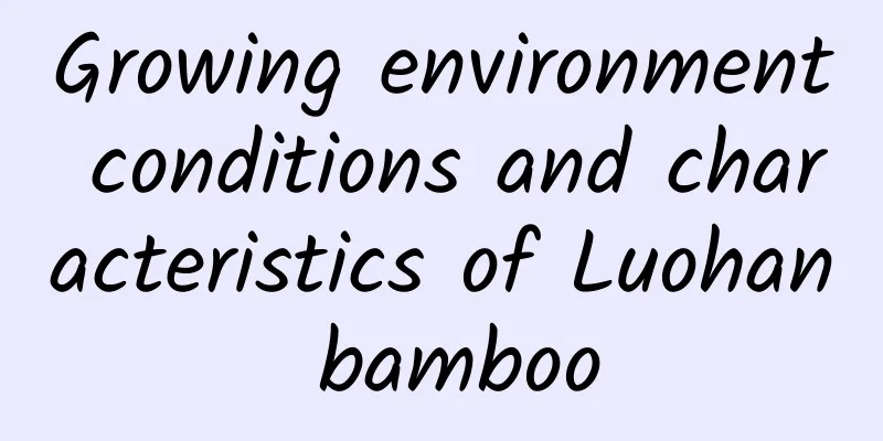 Growing environment conditions and characteristics of Luohan bamboo