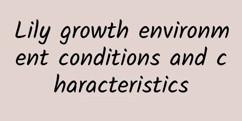 Lily growth environment conditions and characteristics