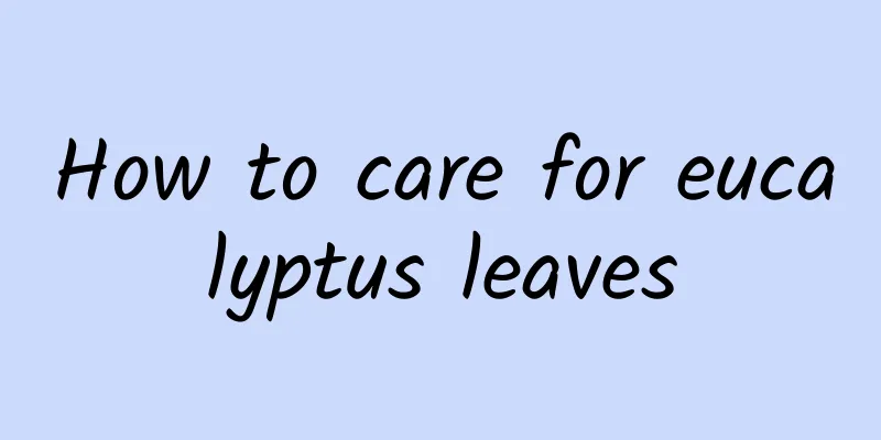How to care for eucalyptus leaves