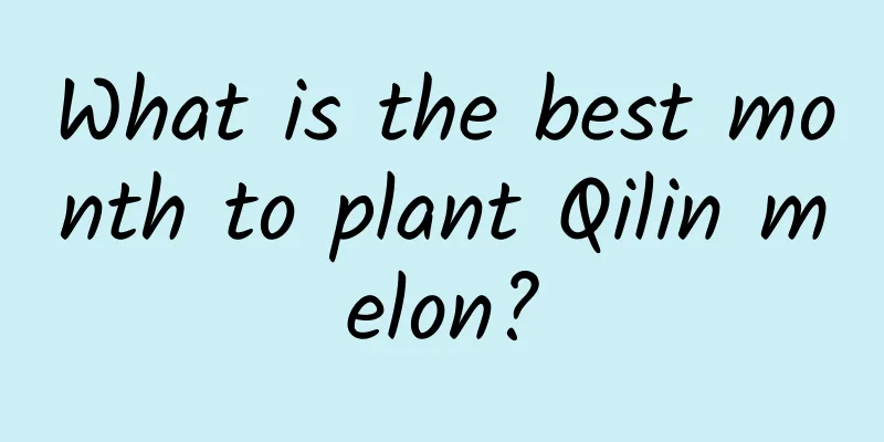 What is the best month to plant Qilin melon?