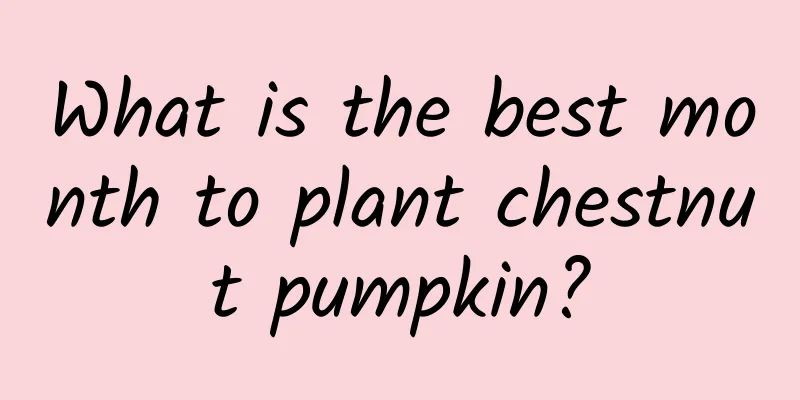What is the best month to plant chestnut pumpkin?
