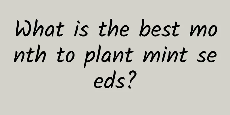 What is the best month to plant mint seeds?
