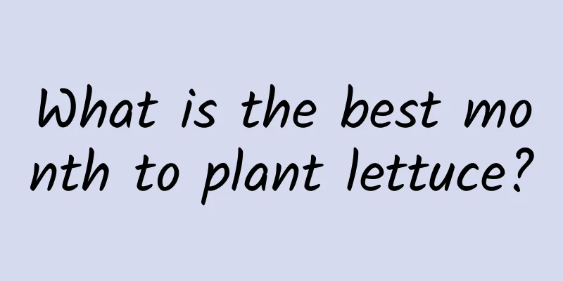 What is the best month to plant lettuce?