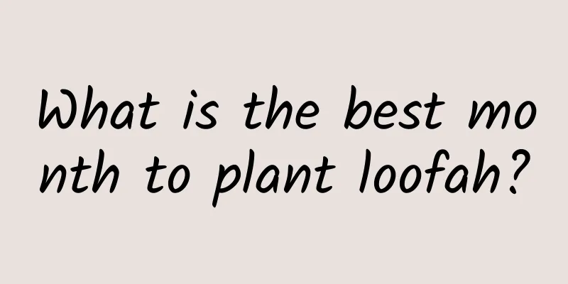 What is the best month to plant loofah?