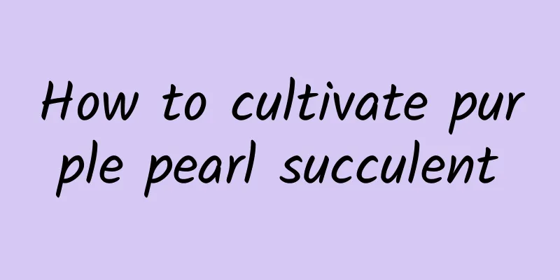 How to cultivate purple pearl succulent
