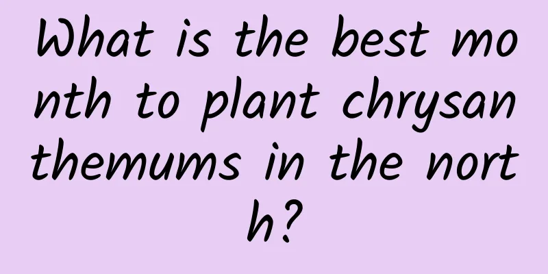 What is the best month to plant chrysanthemums in the north?