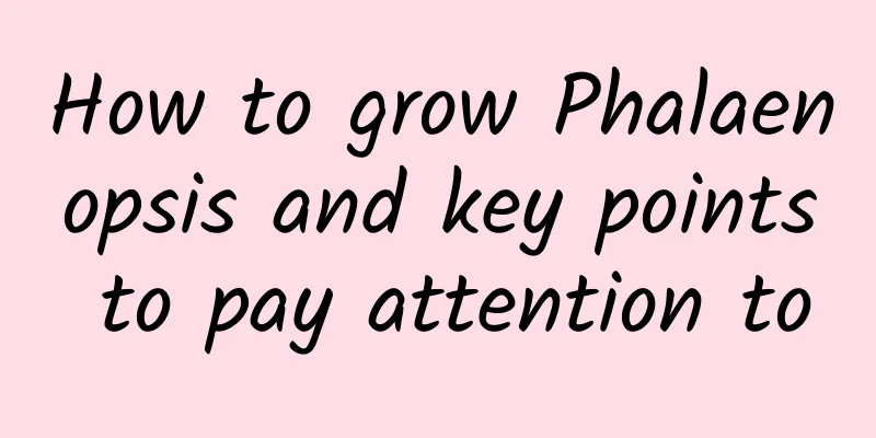 How to grow Phalaenopsis and key points to pay attention to