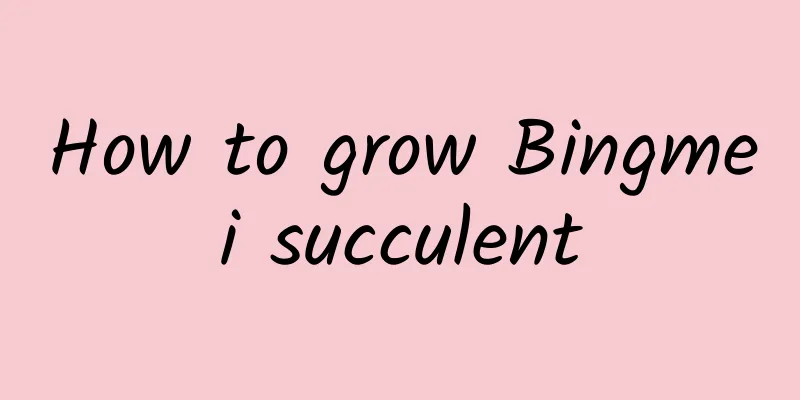 How to grow Bingmei succulent