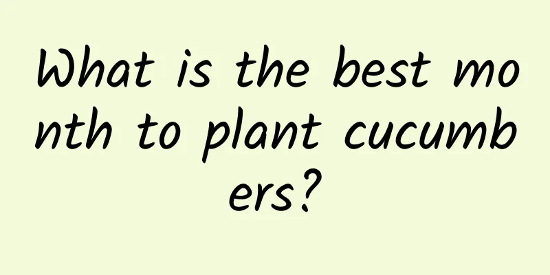 What is the best month to plant cucumbers?