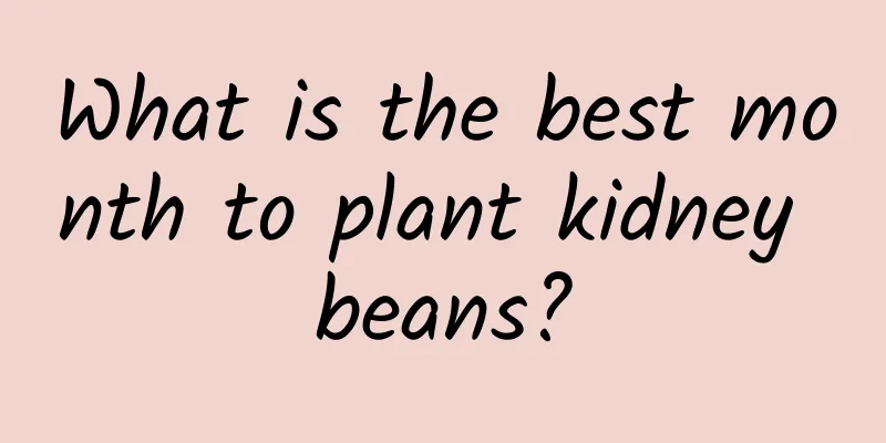 What is the best month to plant kidney beans?