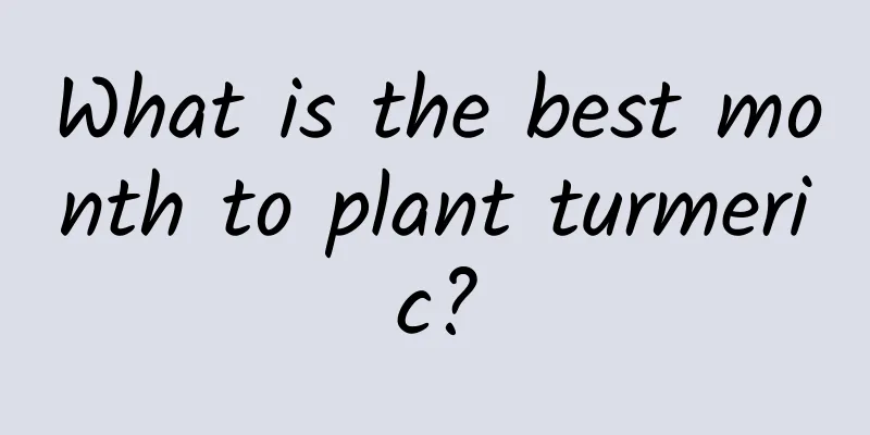 What is the best month to plant turmeric?