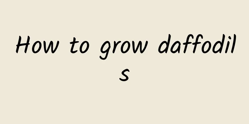 How to grow daffodils