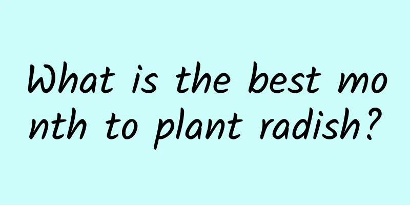 What is the best month to plant radish?
