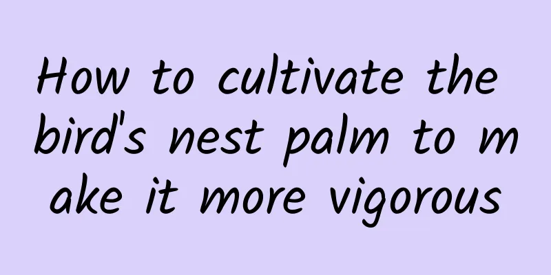 How to cultivate the bird's nest palm to make it more vigorous