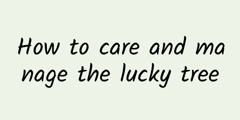 How to care and manage the lucky tree