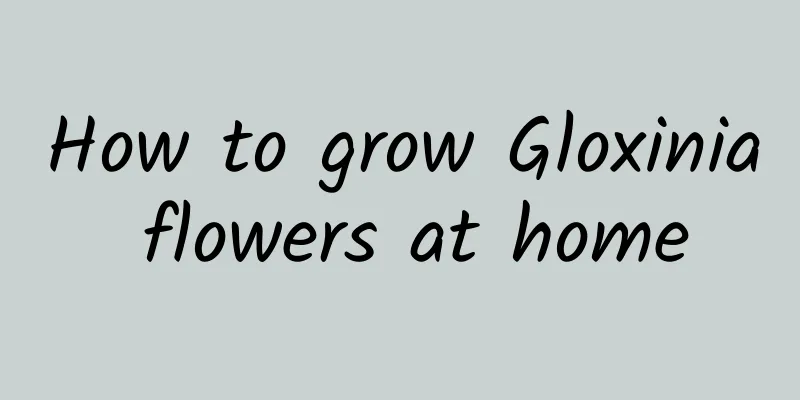 How to grow Gloxinia flowers at home