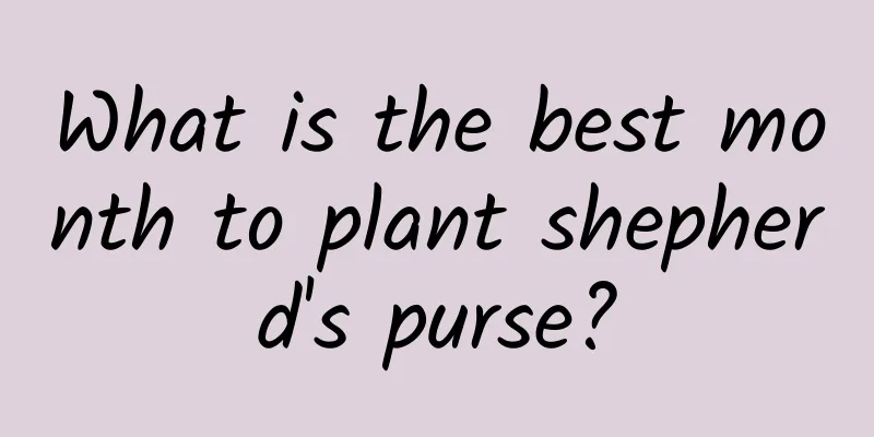 What is the best month to plant shepherd's purse?