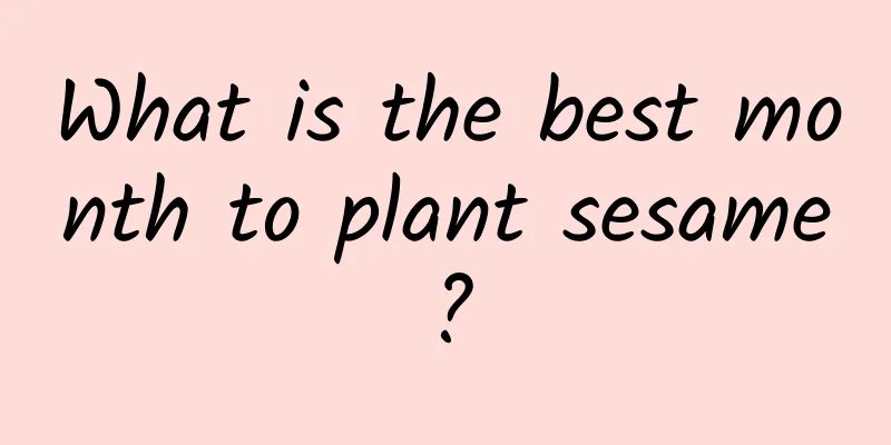 What is the best month to plant sesame?