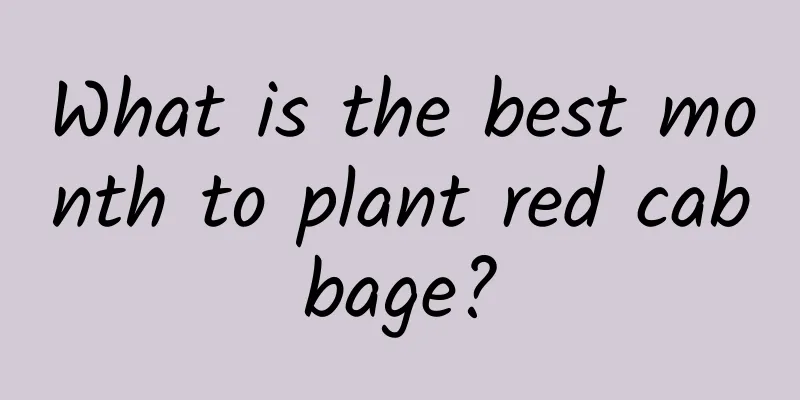 What is the best month to plant red cabbage?