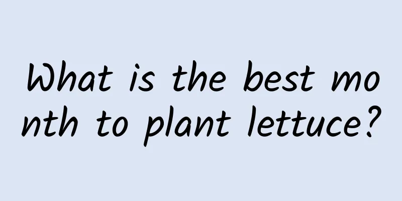 What is the best month to plant lettuce?