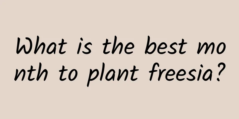 What is the best month to plant freesia?