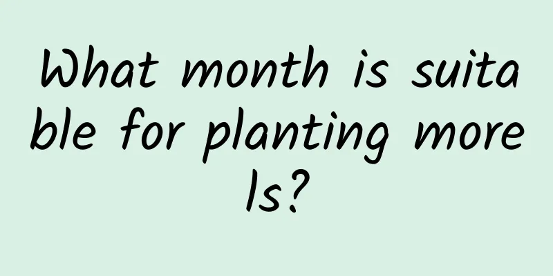 What month is suitable for planting morels?