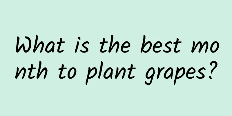 What is the best month to plant grapes?