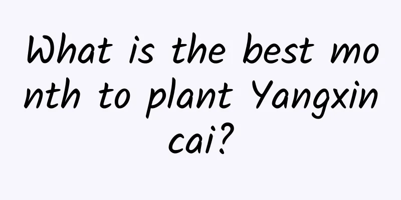What is the best month to plant Yangxincai?