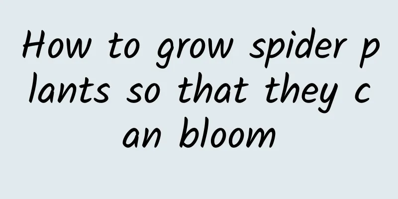 How to grow spider plants so that they can bloom