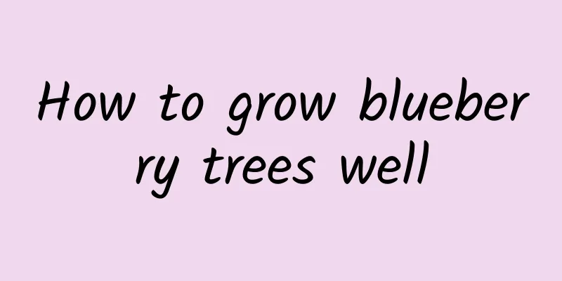 How to grow blueberry trees well