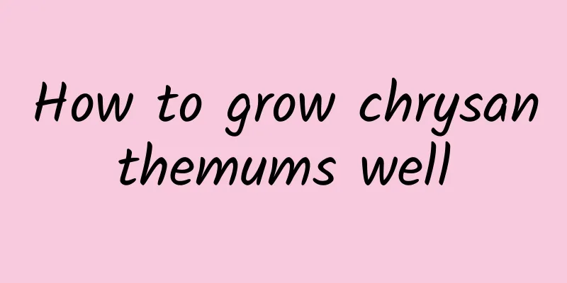 How to grow chrysanthemums well