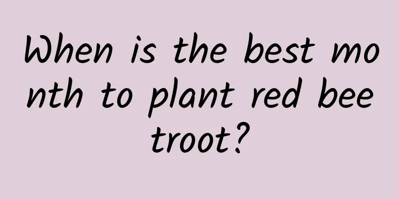 When is the best month to plant red beetroot?