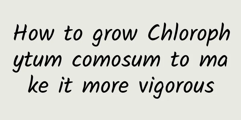 How to grow Chlorophytum comosum to make it more vigorous
