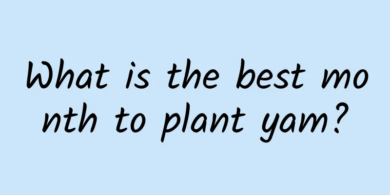 What is the best month to plant yam?
