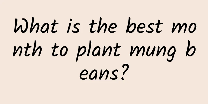 What is the best month to plant mung beans?