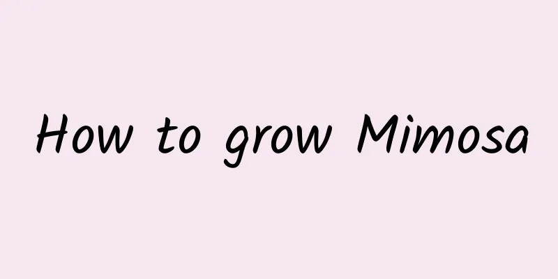 How to grow Mimosa