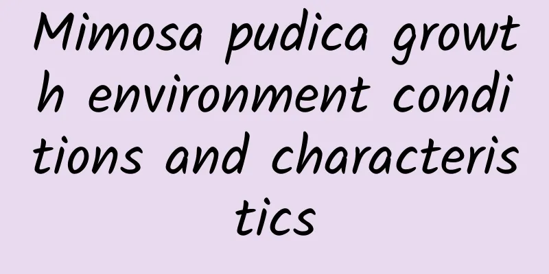 Mimosa pudica growth environment conditions and characteristics