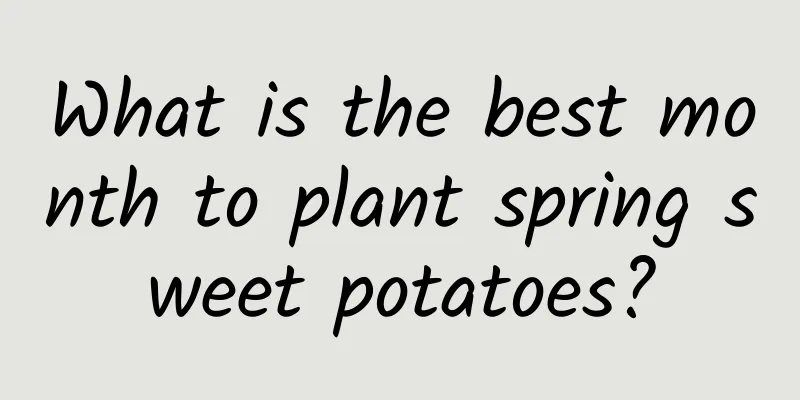What is the best month to plant spring sweet potatoes?
