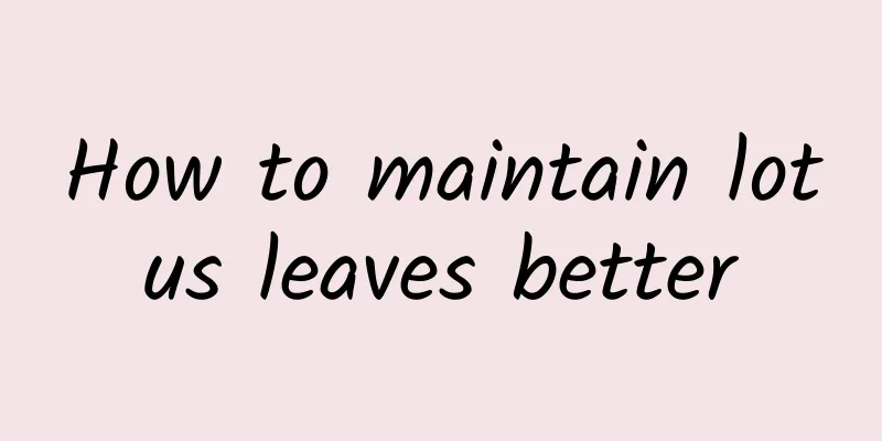 How to maintain lotus leaves better