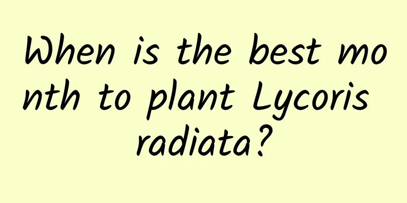 When is the best month to plant Lycoris radiata?