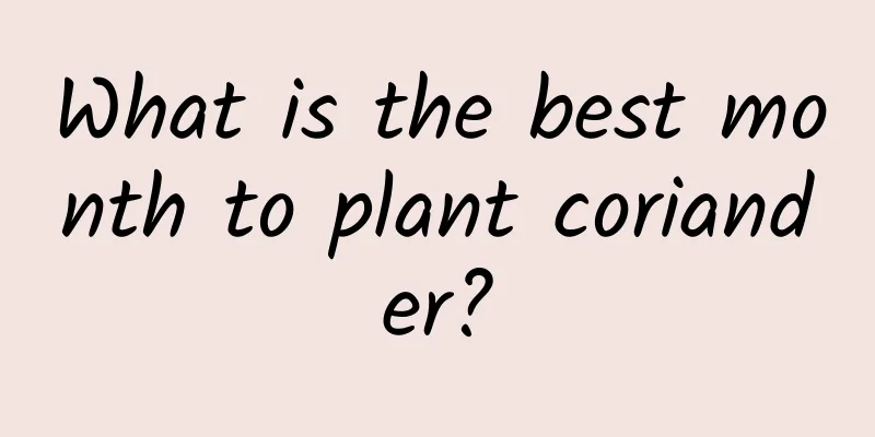 What is the best month to plant coriander?