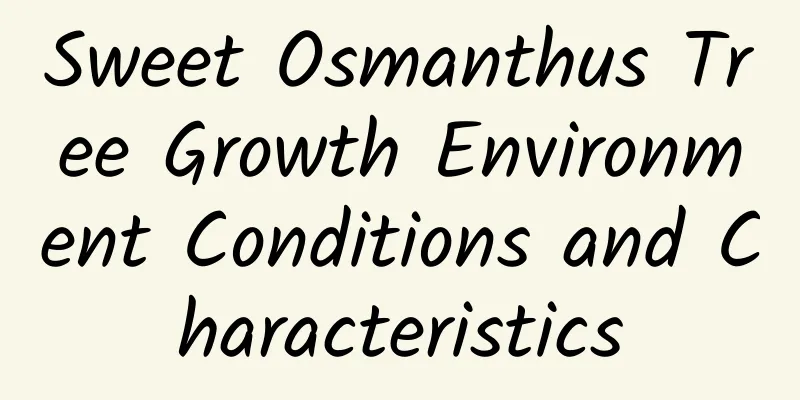 Sweet Osmanthus Tree Growth Environment Conditions and Characteristics