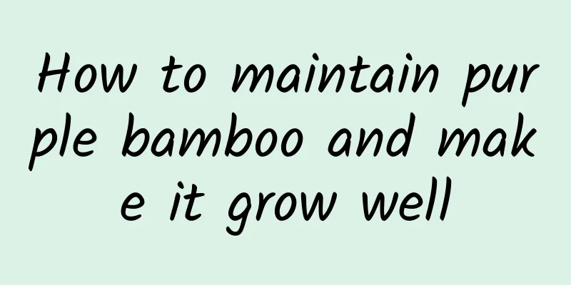 How to maintain purple bamboo and make it grow well