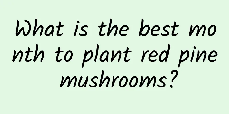 What is the best month to plant red pine mushrooms?