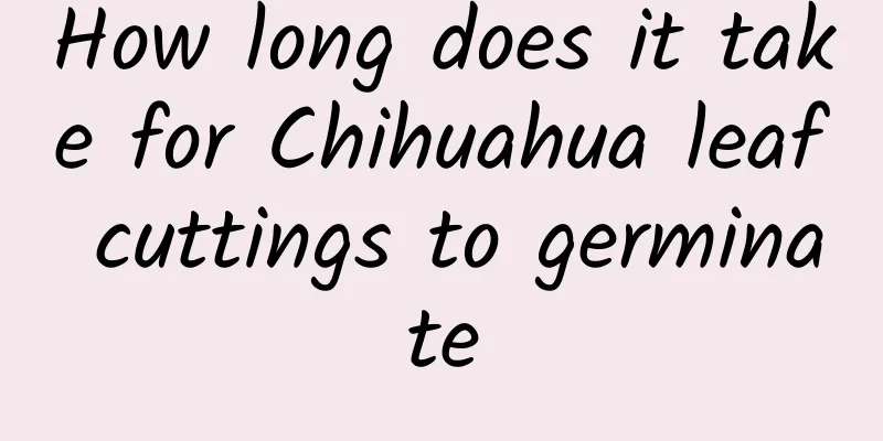 How long does it take for Chihuahua leaf cuttings to germinate